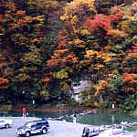 紅葉
