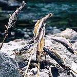 釣った魚を塩焼きにできます！