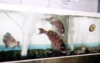 魚