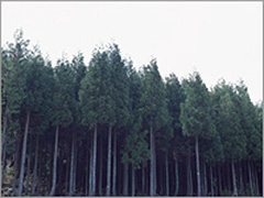 樹木の伐採・伐根