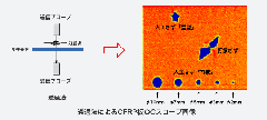 スコープ画像