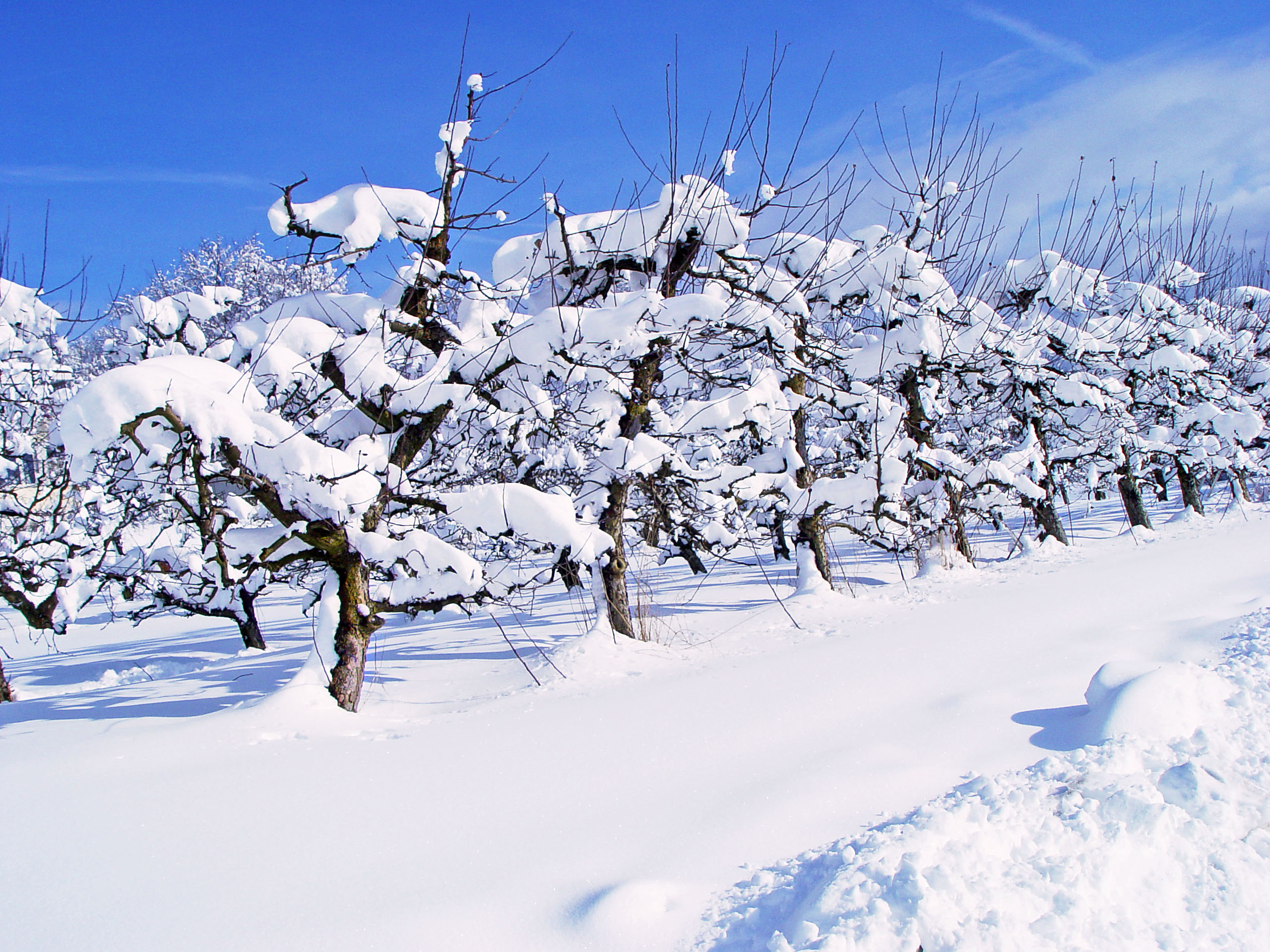 株式会社リキシャマン