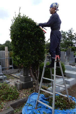 お墓の樹木剪定